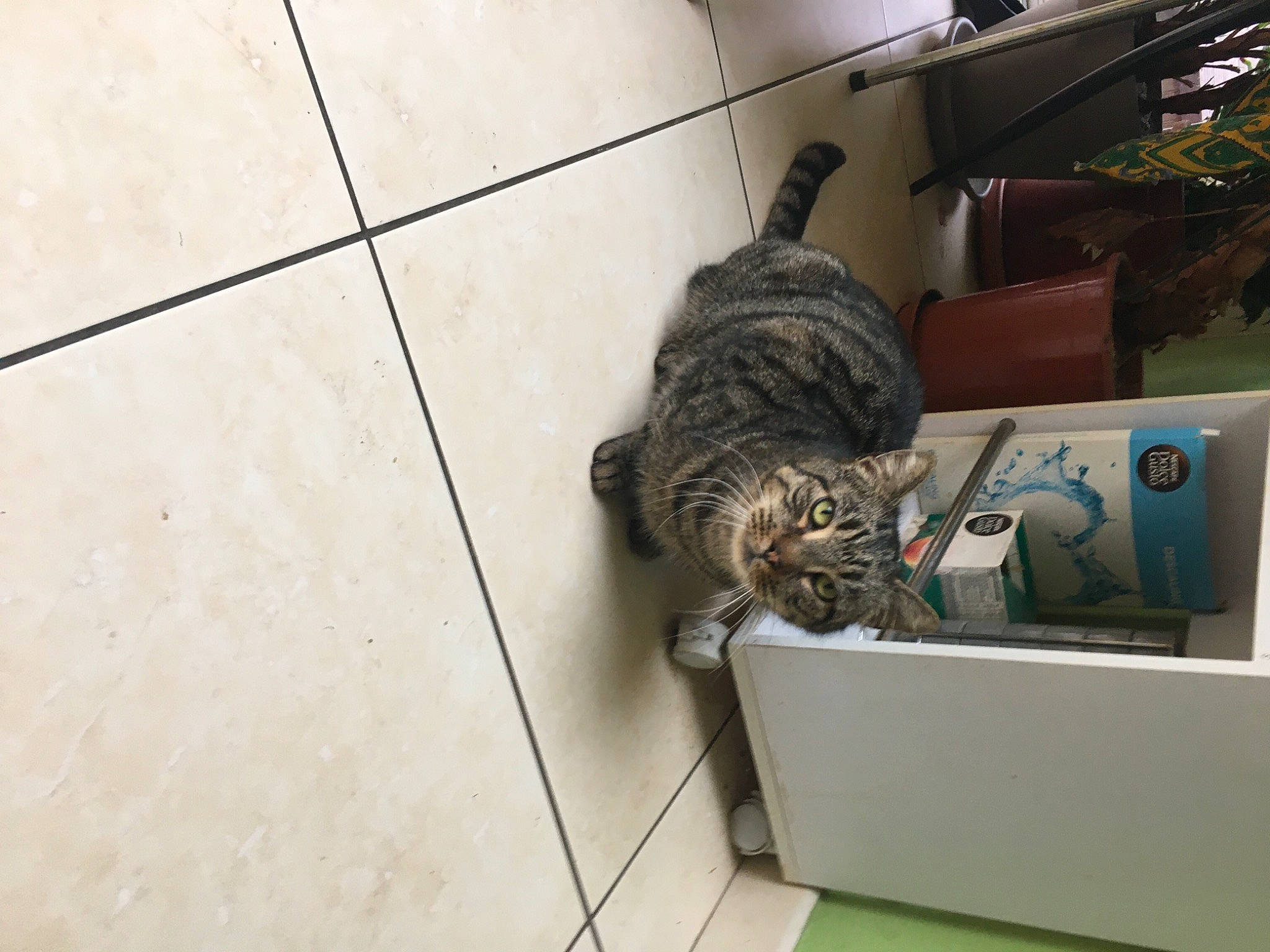 Vodka participe au concours pour gagner de l'argent avec cette photo : canidae, carnivore, cat, claw, comfort, domestic_short_haired_cat, felidae, floor, flooring, fur, hardwood, houseplant, paw, room, small_to_medium_sized_cats, sporting_group, tail, whiskers, wood, wood_flooring