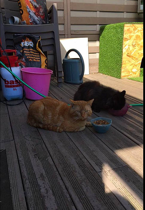 Shana Et Luna participe au concours pour gagner de l'argent avec cette photo : canidae, carnivore, cat, dog, dog_breed, fawn, felidae, floor, flooring, hardwood, small_to_medium_sized_cats, sporting_group, wood