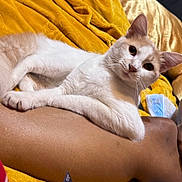Snow is registered to the contest to win money with this photo: cat, animal, pet, white_cat, beige_cat, relaxed, lounging, person_arm, yellow_blanket, cozy, fur, whiskers, ears, indoor, resting, cute, closeup, domestic_cat, comfort, soft