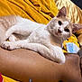 cat, animal, pet, white_cat, beige_cat, relaxed, lounging, person_arm, yellow_blanket, cozy, fur, whiskers, ears, indoor, resting, cute, closeup, domestic_cat, comfort, soft