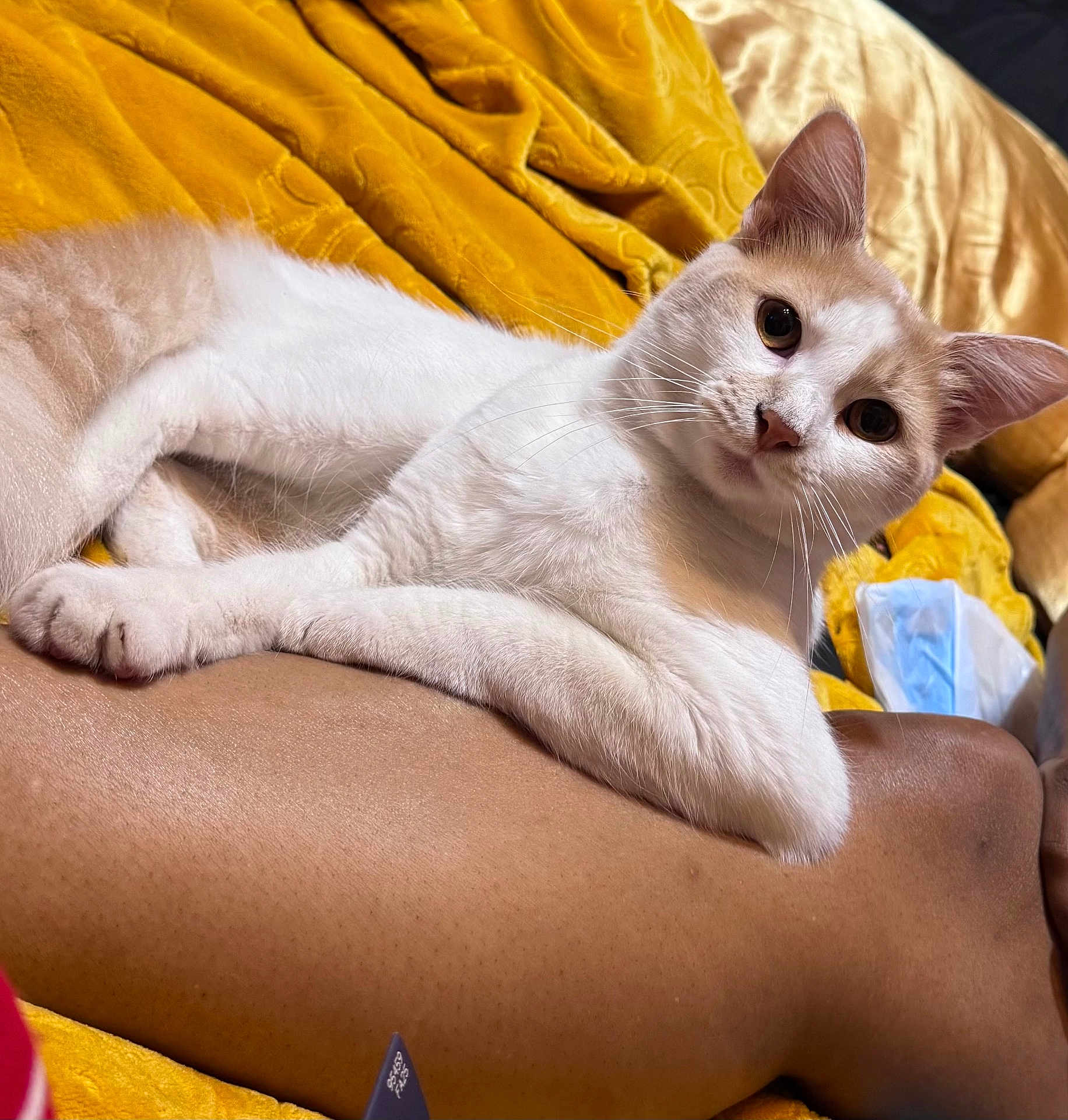 Snow is registered to the contest to win money with this photo: cat, animal, pet, white_cat, beige_cat, relaxed, lounging, person_arm, yellow_blanket, cozy, fur, whiskers, ears, indoor, resting, cute, closeup, domestic_cat, comfort, soft