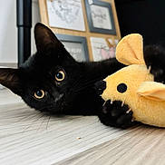 Salem participe au concours pour gagner de l'argent avec cette photo : abyssinian, animal, bird, blackbird, blackcat, cat, electronics, hardware, hardwood, kitten, manx, pet, photoframe, plush, toy, wood