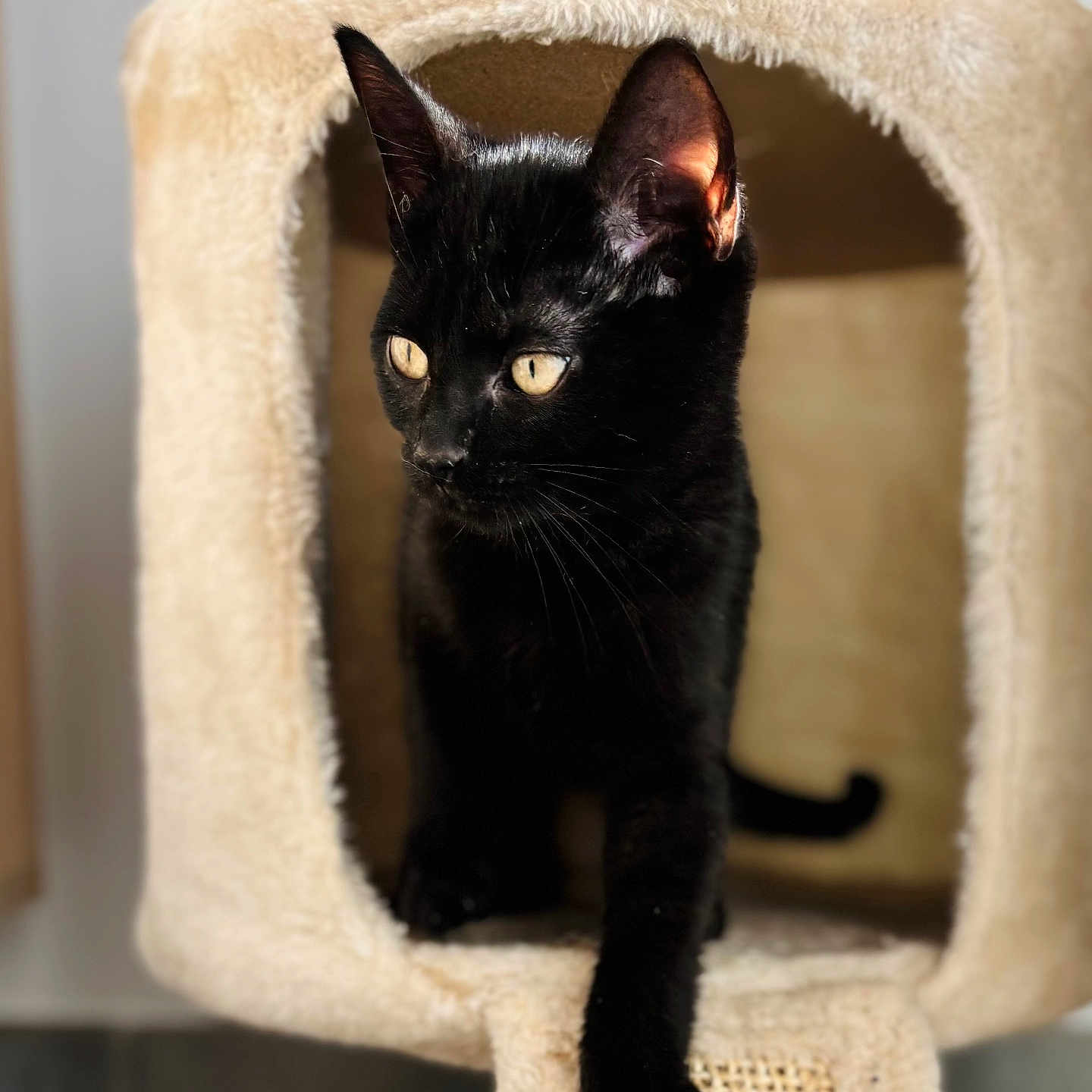 Salem a rejoint le concours — aidez-le/la à gagner de superbes lots ! abyssinian, animal, armchair, blackcat, cat, chair, cushion, furniture, homedecor, kitten, manx, pet