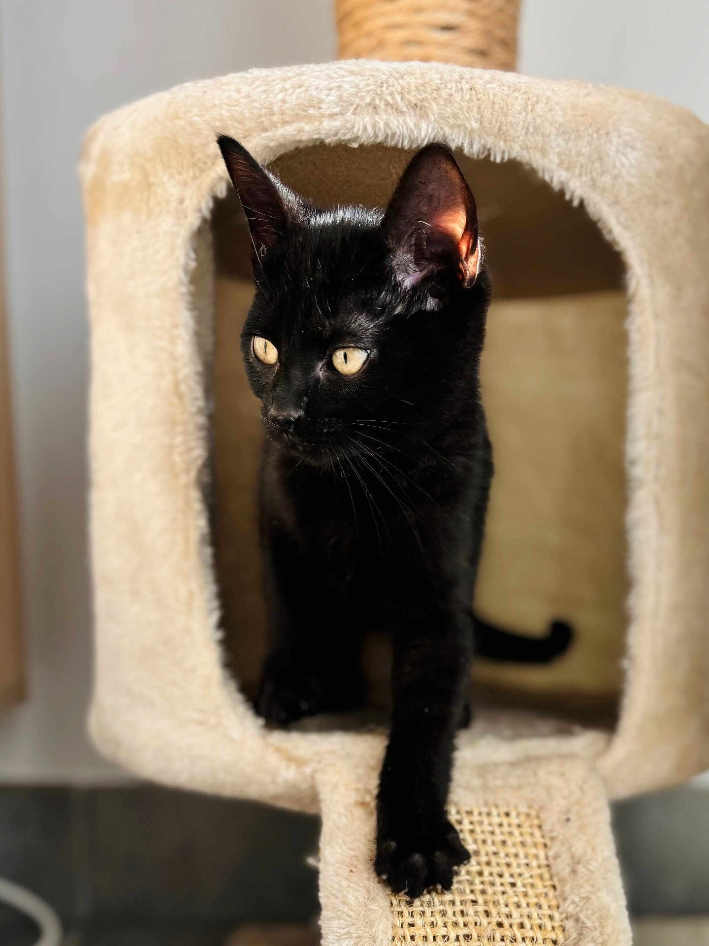 Salem a rejoint le concours — aidez-le/la à gagner de superbes lots ! abyssinian, animal, armchair, blackcat, cat, chair, cushion, furniture, homedecor, kitten, manx, pet