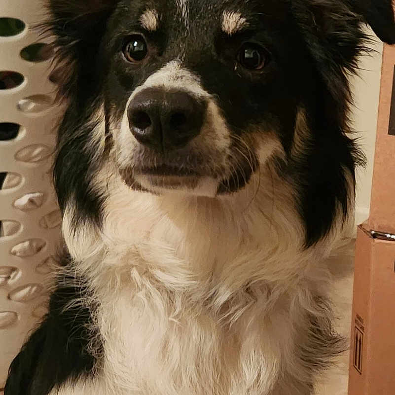 Arwen is registered to the contest to win money with this photo: animal, architecture, ball, box, canine, cockerspaniel, collie, dog, door, eskimodog, hound, husky, indoors, papillon, pet, puppy, snout, sport, tennis, tennisball