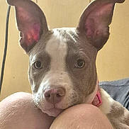 Shelly joined the competition — help win amazing prizes! animal, close_up, cozy, cuddling, dog, gray_and_white, indoors, knees, large_ears, person, pet, photograph, pink_collar, pit_bull, portrait, puppy, resting, short_hair, sitting, wood_paneling