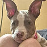 animal, close_up, cozy, cuddling, dog, gray_and_white, indoors, knees, large_ears, person, pet, photograph, pink_collar, pit_bull, portrait, puppy, resting, short_hair, sitting, wood_paneling