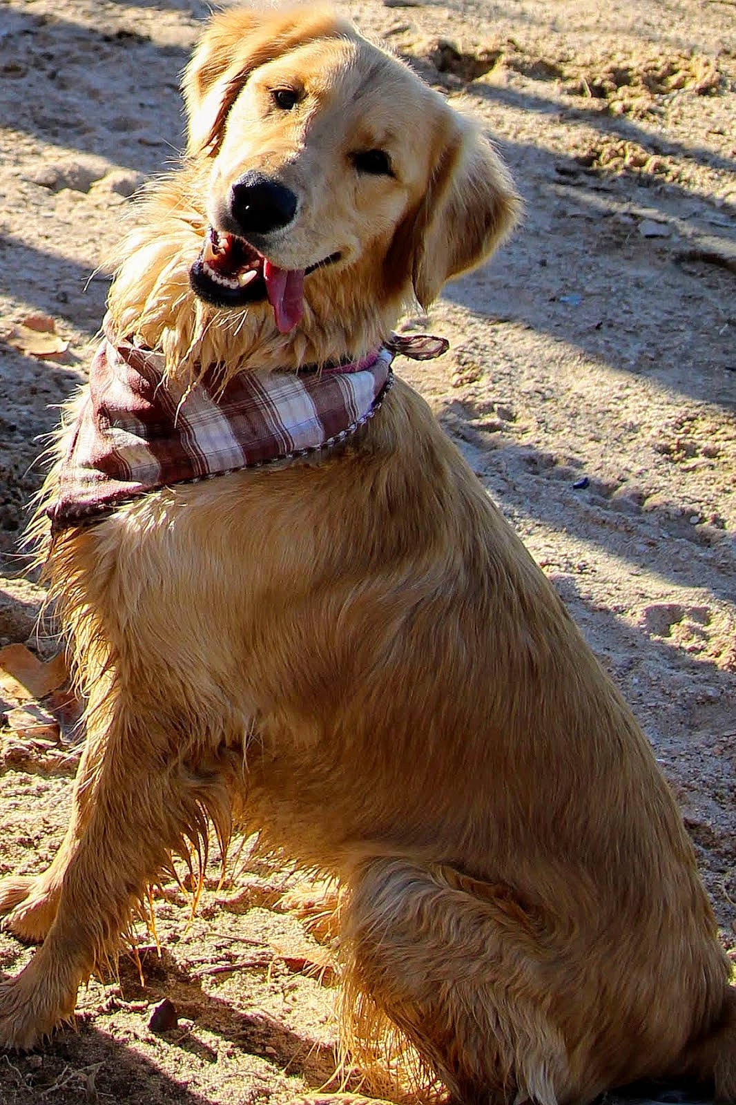Remi is registered to the contest to win money with this photo: beige, blond, canidae, carnivore, collar, companion_dog, dog, dog_breed, dog_collar, fawn, fur, liver, mammal, pet_supply, retriever, snout, sporting_group, sunlight, vertebrate, working_animal