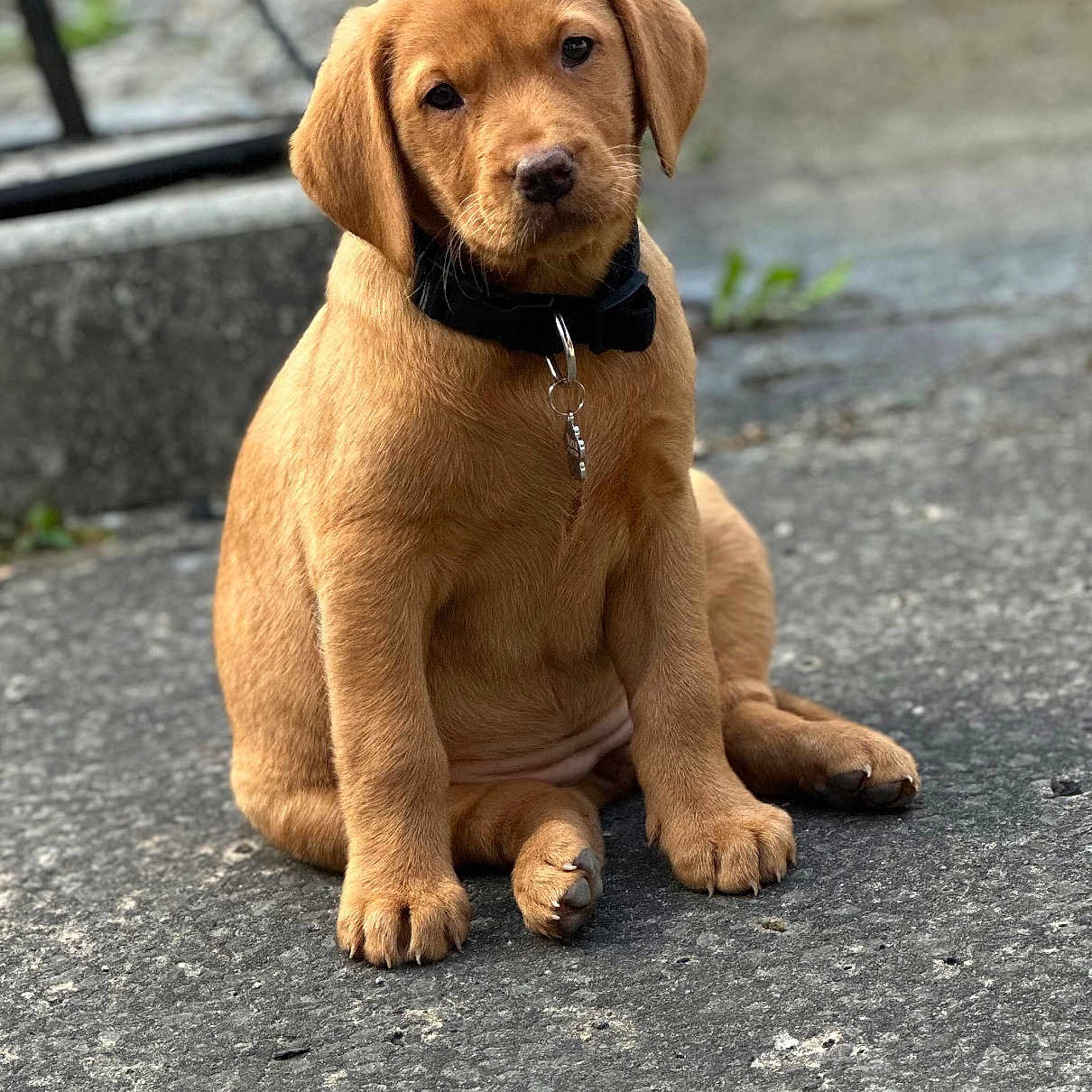 Reva joined the competition — help win amazing prizes! adorable, animal, background_blur, brown, canine, collar, cute, dog, ears, fur, looking, outdoor, pavement, paw, pet, portrait, puppy, sitting, tag, young