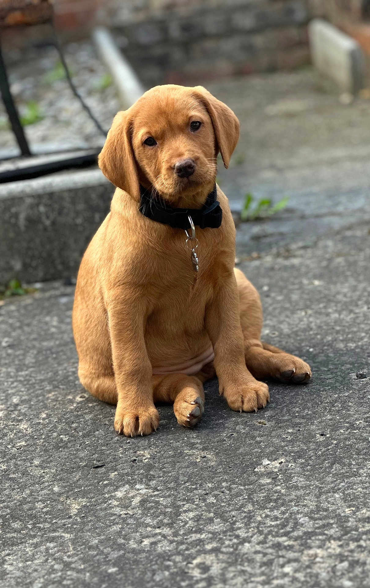 Reva joined the competition — help win amazing prizes! adorable, animal, background_blur, brown, canine, collar, cute, dog, ears, fur, looking, outdoor, pavement, paw, pet, portrait, puppy, sitting, tag, young