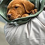 Reva is registered to the contest to win money with this photo: adorable, animal, brown, closeup, cozy, cute, dog, fur, green, hoodie, paws, pet, portrait, puppy, resting, sleepy, snuggling, soft, wrapped, young