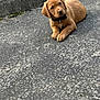Reva is registered to the contest to win money with this photo: adorable, animal, brown_dog, close_up, collar, companion, concrete, curious, cute, dog, ground, lying_down, nature, outdoor, paw_tag, pet, puppy, small_dog, texture, young_dog