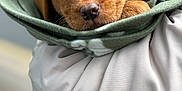 Reva joined the competition — help win amazing prizes! adorable, animal, blanket, brown, canine, close_up, cute, dog, fur, green, outdoor, pet, portrait, puppy, sleepy, snug, soft, white, wrapped, young