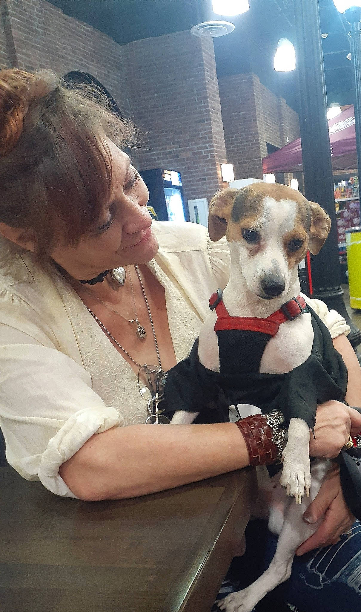 Bo Duke joined the competition — help win amazing prizes! canidae, carnivore, collar, companion_dog, dog, dog_breed, dog_collar, ear, eyewear, fawn, fun, fur, jewellery, lap, leash, sitting, sporting_group, terrier, toy_dog, working_animal