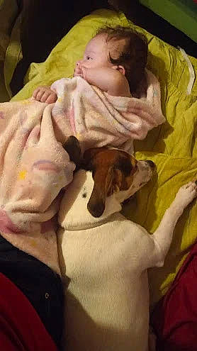 Bo Duke is registered to the contest to win money with this photo: baby, baby_products, baby_toddler_clothing, bedtime, blanket, canidae, carnivore, child, comfort, companion_dog, dog, dog_breed, fawn, fur, linens, nap, sporting_group, toddler, vertebrate, working_animal