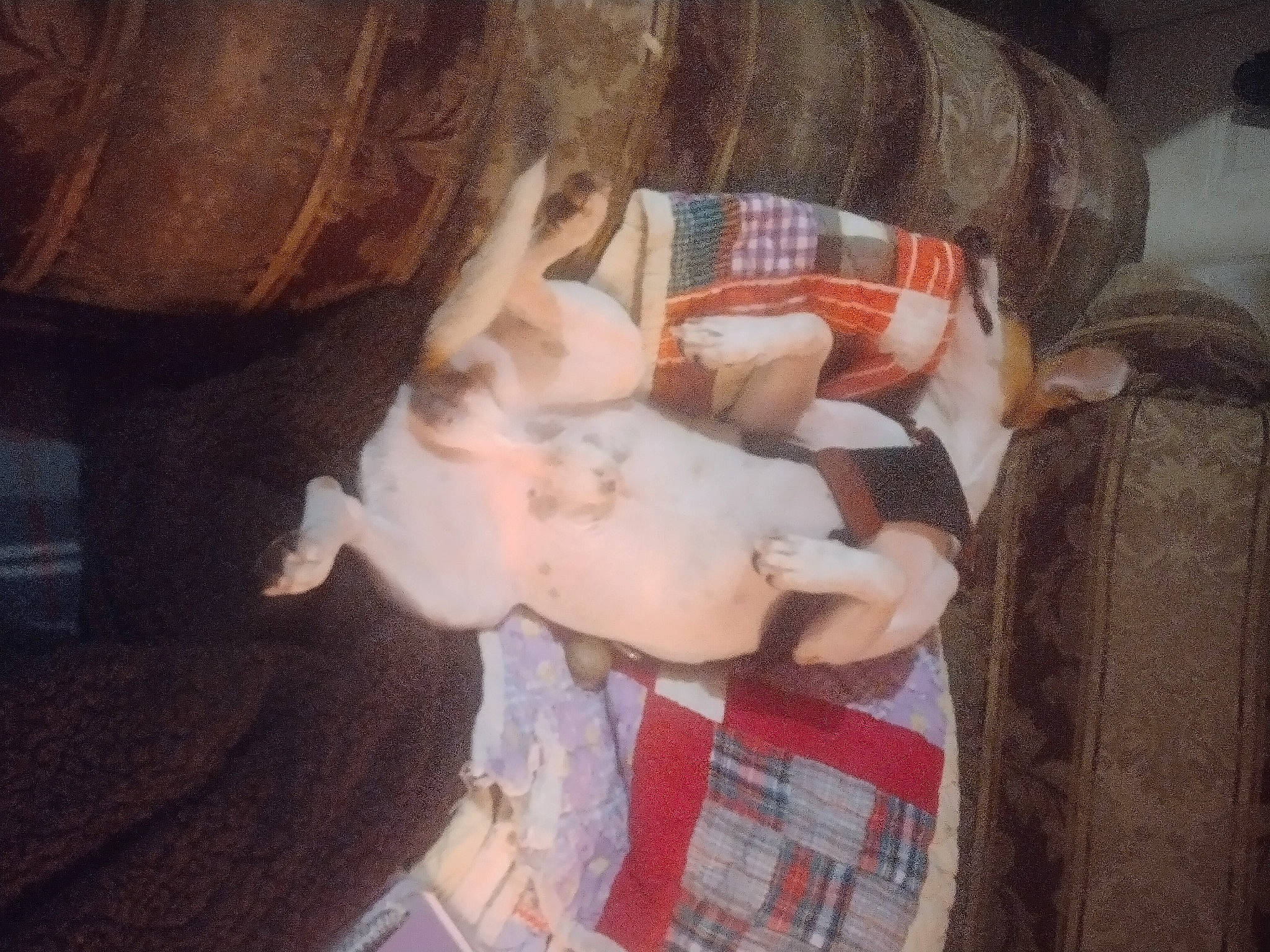 Bo Duke joined the competition — help win amazing prizes! baby, canidae, carnivore, child, comfort, companion_dog, couch, dog, dog_breed, ear, fawn, felidae, fur, lap, plaid, sporting_group, tail, tartan, thigh, trunk