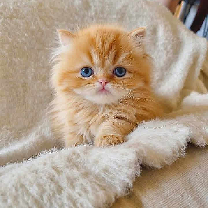 Archie is registered to the contest to win money with this photo: kitten, cat, orange_cat, blue_eyes, fluffy, cute, pet, animal, indoor, blanket, soft, furry, small, adorable, cozy, domestic, young, feline, home, comfort