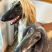 Dizzy And Baby is registered to the contest to win money with this photo: dog, afghan_hound, pet, indoor, close_up, long_hair, canine, animal, portrait, two_dogs, curious, brown, gray, silky_coat, window, door, kitchen, floor, whiskers, nose