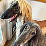 dog, afghan_hound, pet, indoor, close_up, long_hair, canine, animal, portrait, two_dogs, curious, brown, gray, silky_coat, window, door, kitchen, floor, whiskers, nose