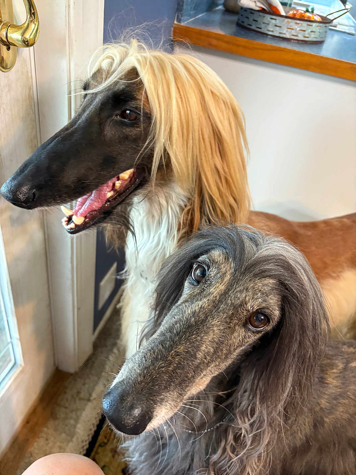 Dizzy And Baby is registered to the contest to win money with this photo: dog, afghan_hound, pet, indoor, close_up, long_hair, canine, animal, portrait, two_dogs, curious, brown, gray, silky_coat, window, door, kitchen, floor, whiskers, nose