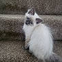 Rumi is registered to the contest to win money with this photo: kitten, cat, pet, stairs, carpet, fluffy, white, gray, blue_eyes, cute, animal, domestic_cat, young, indoor, feline, sitting, portrait, curious, small, fur