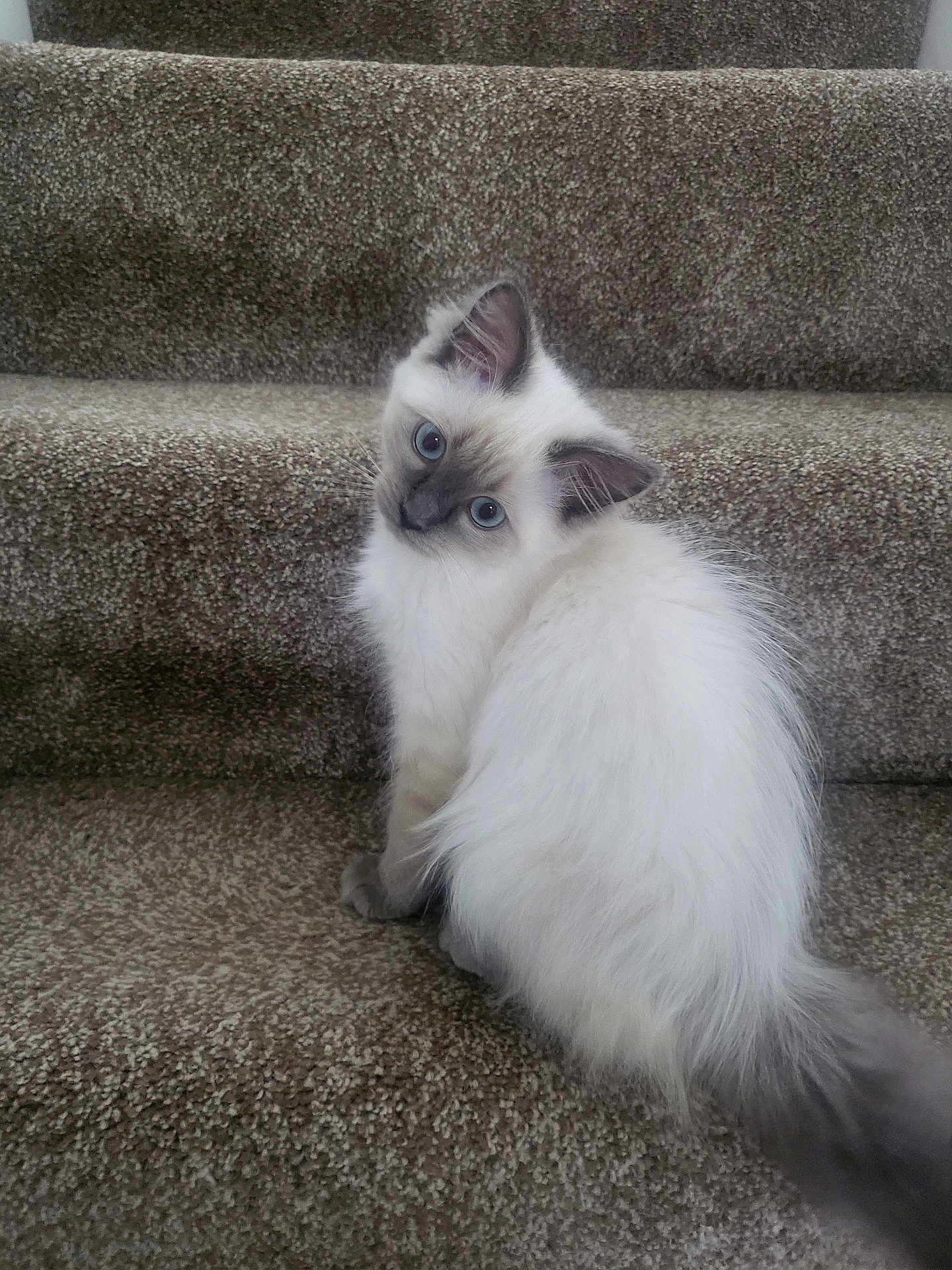 Rumi is registered to the contest to win money with this photo: kitten, cat, pet, stairs, carpet, fluffy, white, gray, blue_eyes, cute, animal, domestic_cat, young, indoor, feline, sitting, portrait, curious, small, fur