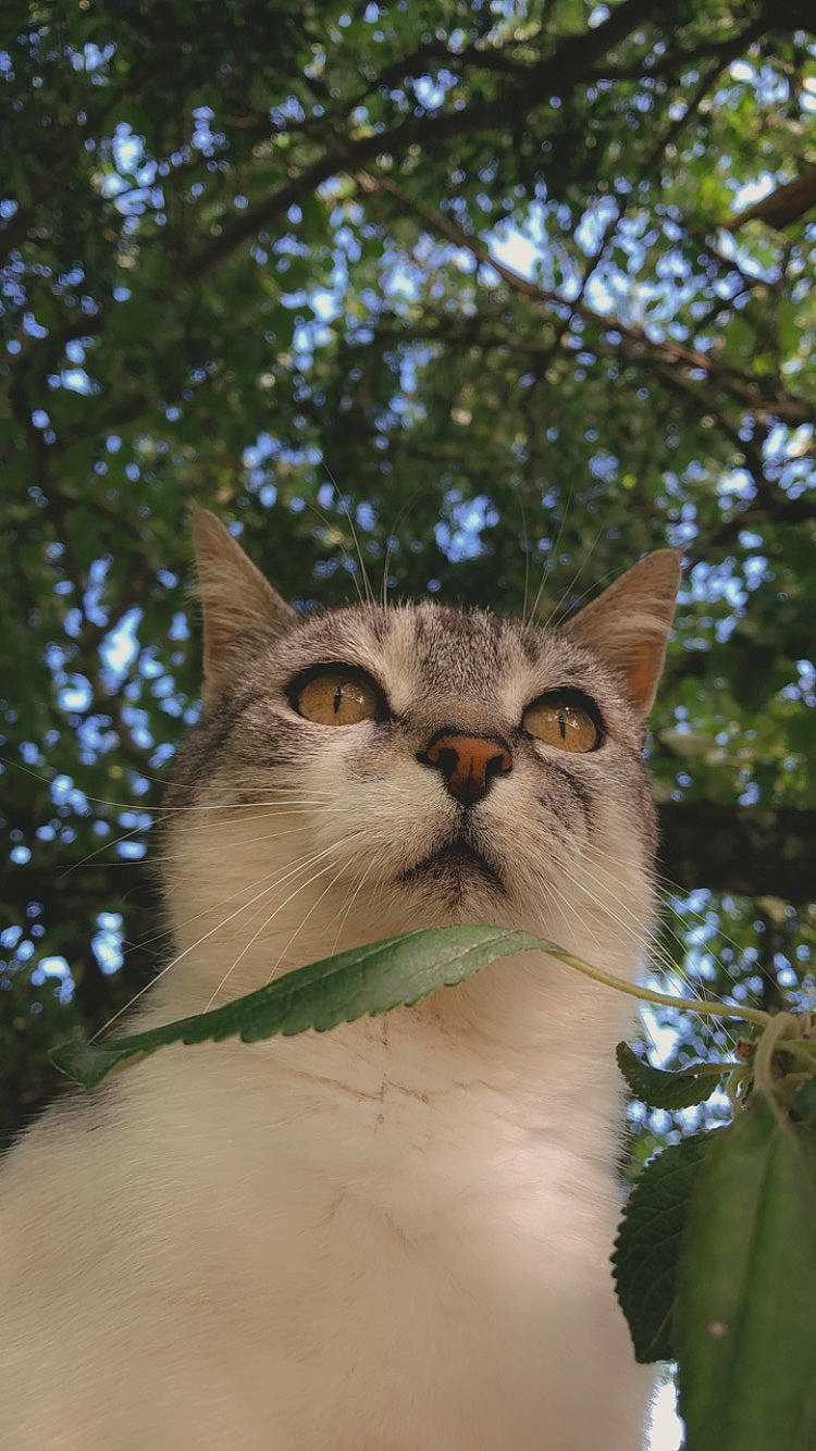 Grizzly a rejoint le concours — aidez-le/la à gagner de superbes lots ! aegean_cat, american_wirehair, asian, carnivore, cat, domestic_short_haired_cat, fawn, felidae, plant, small_to_medium_sized_cats, snout, tabby_cat, tree, whiskers, wildlife