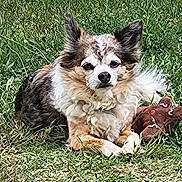 Ilton a rejoint le concours — aidez-le/la à gagner de superbes lots ! dog, grass, outdoor, toy, plush_toy, gingerbread_man, pet, animal, fur, small_dog, relaxed, lying_down, nature, canine, cute, fluffy, ears, face, snout, playful
