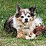 dog, grass, outdoor, toy, plush_toy, gingerbread_man, pet, animal, fur, small_dog, relaxed, lying_down, nature, canine, cute, fluffy, ears, face, snout, playful