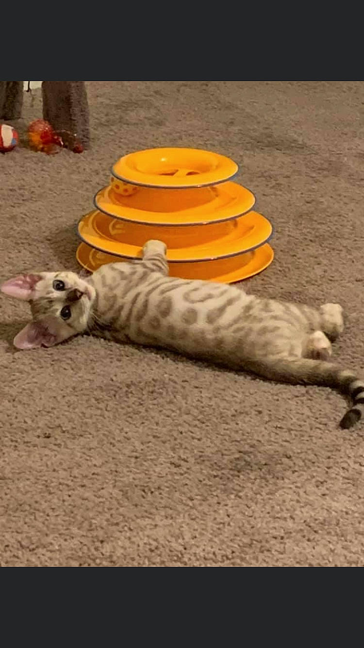 Hades joined the competition — help win amazing prizes! automotive_tire, canidae, carnivore, comfort, felidae, flooring, foot, fur, grass, human_leg, landscape, paw, recreation, sand, sitting, small_to_medium_sized_cats, soil, tail, whiskers, wood