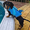 Rolo joined the competition — help win amazing prizes! animal, black_and_tan, blue, canine, cute, dachshund, dog, fun, leisure, life_jacket, outdoor, pet, playful, shark_fin_costume, small_dog, summer, sunlight, swimming_pool, water, wooden_deck