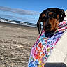 beach, blanket, canine, clouds, colorful, dog, nature, ocean, outdoor, peaceful, pet, portrait, relaxed, sand, sky, snug, sunlight, tie_dye, vacation, waves