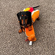 Rolo is registered to the contest to win money with this photo: dachshund, puppy, dog, costume, hot_dog_costume, plush_toy, carpet, brown, black, cute, pet, indoor, animal, small_dog, playful, toy, looking_up, floor, sitting, adorable