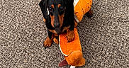 Rolo is registered to the contest to win money with this photo: adorable, animal, black, brown, carpet, costume, cute, dachshund, dog, floor, hot_dog_costume, indoor, looking_up, pet, playful, plush_toy, puppy, sitting, small_dog, toy