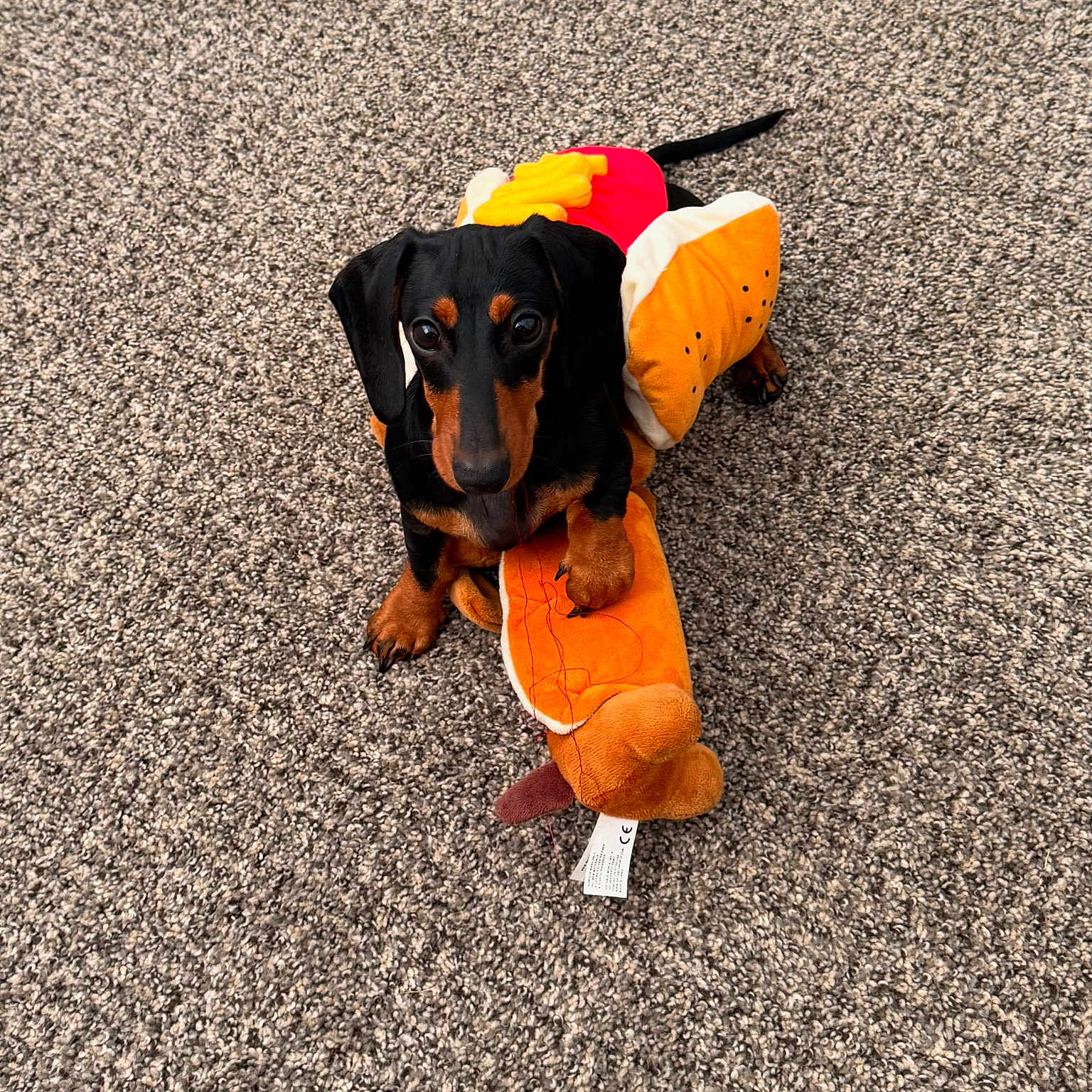 Rolo is registered to the contest to win money with this photo: dachshund, puppy, dog, costume, hot_dog_costume, plush_toy, carpet, brown, black, cute, pet, indoor, animal, small_dog, playful, toy, looking_up, floor, sitting, adorable