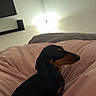 Rolo is registered to the contest to win money with this photo: animal, bedroom, black, blanket, cozy, curious, cute, dachshund, dog, furniture, indoor, lamp, pet, pink, resting, small_dog, soft, tan, television, warm_light