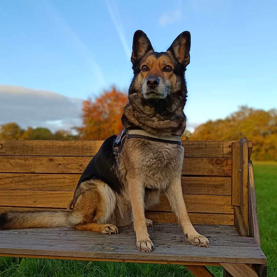Freyja participe au concours pour gagner de l'argent avec cette photo : animal, bench, canine, dog, furniture, germanshepherd, grass, husky, lawn, nature, outdoors, park, person, pet, plant, policedog, puppy, sitting, tree, wood