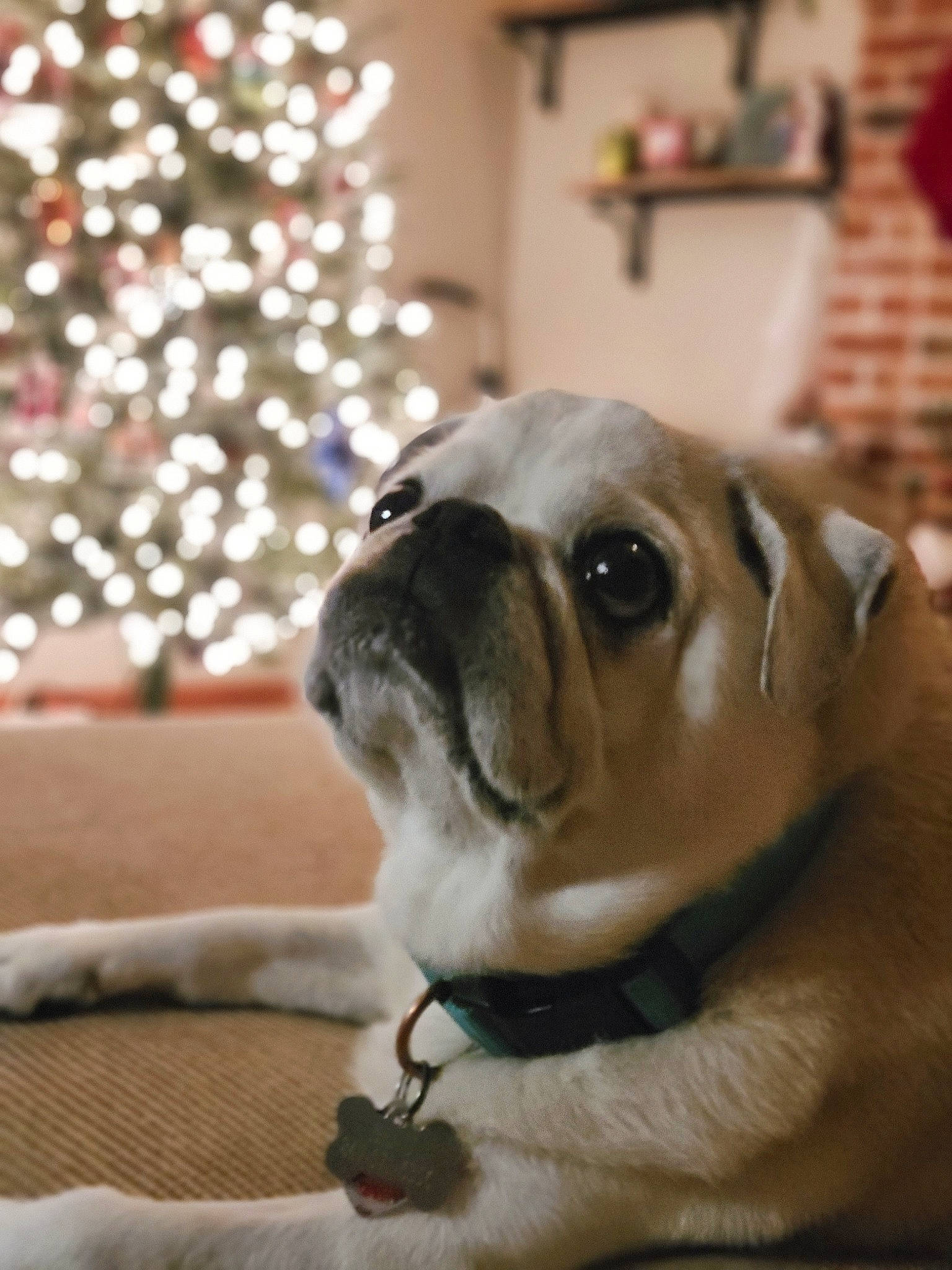 Beau joined the competition — help win amazing prizes! canidae, carnivore, christmas_tree, companion_dog, couch, dog, dog_breed, event, fawn, fur, plant, pug, snout, sporting_group, toy_dog, tree, whiskers, wood, working_animal, wrinkle