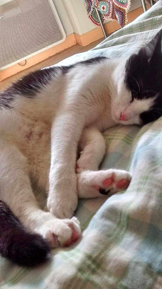 Ronronettee