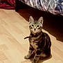 kitten, cat, tabby, indoor, floor, wooden_floor, collar, pet, animal, feline, bed, blanket, patterned_blanket, curious, sitting, looking_at_camera, young_cat, domestic_cat, cozy, home
