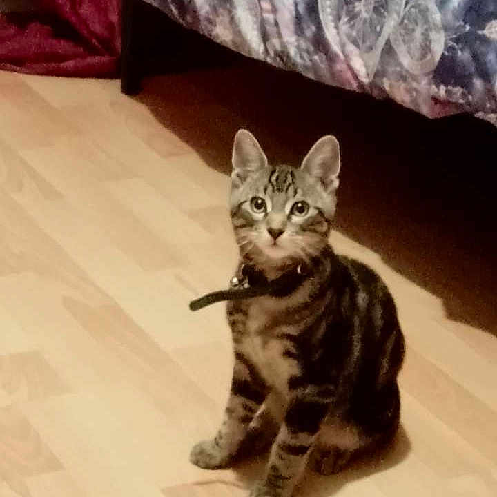 Denver a rejoint le concours — aidez-le/la à gagner de superbes lots ! animal, bed, blanket, cat, collar, cozy, curious, domestic_cat, feline, floor, home, indoor, kitten, looking_at_camera, patterned_blanket, pet, sitting, tabby, wooden_floor, young_cat
