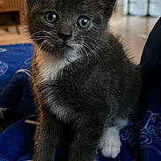 Ollie is registered to the contest to win money with this photo: kitten, cat, gray_cat, white_paws, blue_blanket, indoor, pet, cute, fur, whiskers, young_animal, small, curious, sitting, soft, domestic_cat, closeup, animal, feline, cozy