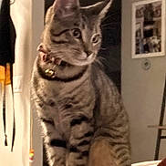 Willow joined the competition — help win amazing prizes! bed, bedroom, bell, blanket, cat, collar, cozy, ears, furniture, green_ball, indoor, paws, photo_frame, portrait, sitting, stripes, tabby_cat, toy, wall_art, whiskers