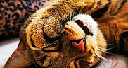 Merlyn is registered to the contest to win money with this photo: animal, blanket, cat, closeup, cozy, cute, expression, face, fur, indoor, leopard_print, nose, paw, pet, relaxation, resting, sleeping, soft, tabby, whiskers