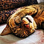 Merlyn is registered to the contest to win money with this photo: animal, blanket, cat, closeup, cozy, cute, expression, face, fur, indoor, leopard_print, nose, paw, pet, relaxation, resting, sleeping, soft, tabby, whiskers