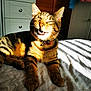 bed, bedroom, cat, collar, cozy, cute, domestic_animal, feline, fur, indoor, mouth_open, paw, pet, relaxed, resting, sleepy, striped, sunlight, tabby, whiskers