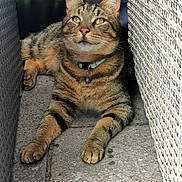 Merlyn joined the competition — help win amazing prizes! cat, tabby_cat, animal, pet, feline, outdoor, pavement, woven_furniture, relaxed, collar, bell, whiskers, ears, paws, resting, looking_up, sunlight, shadow, nature, closeup