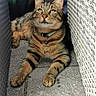cat, tabby_cat, animal, pet, feline, outdoor, pavement, woven_furniture, relaxed, collar, bell, whiskers, ears, paws, resting, looking_up, sunlight, shadow, nature, closeup