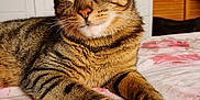 Merlyn is registered to the contest to win money with this photo: animal, bed, cat, close_up, comfortable, domestic_cat, feline, fur, home, indoor, laying_down, paws, pet, portrait, relaxed, soft_light, striped, tabby_cat, whiskers, yellow_eyes