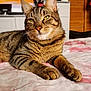 animal, bed, cat, close_up, comfortable, domestic_cat, feline, fur, home, indoor, laying_down, paws, pet, portrait, relaxed, soft_light, striped, tabby_cat, whiskers, yellow_eyes